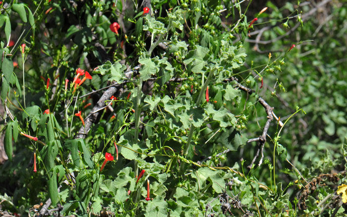 Leaf margins wavy; Malacothamnus fasciculatus, Bush Mallow Malacothamnus fasciculatus, Bush Mallow